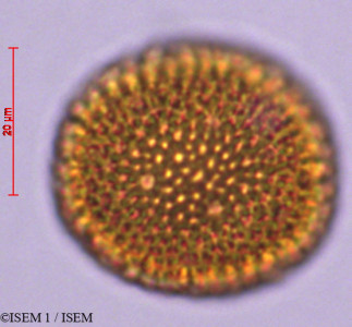 ISEM 1/Daphnopsis_grandis_29353/Daphnopsis_grandis_29353_0001(copy)_thumb.jpg